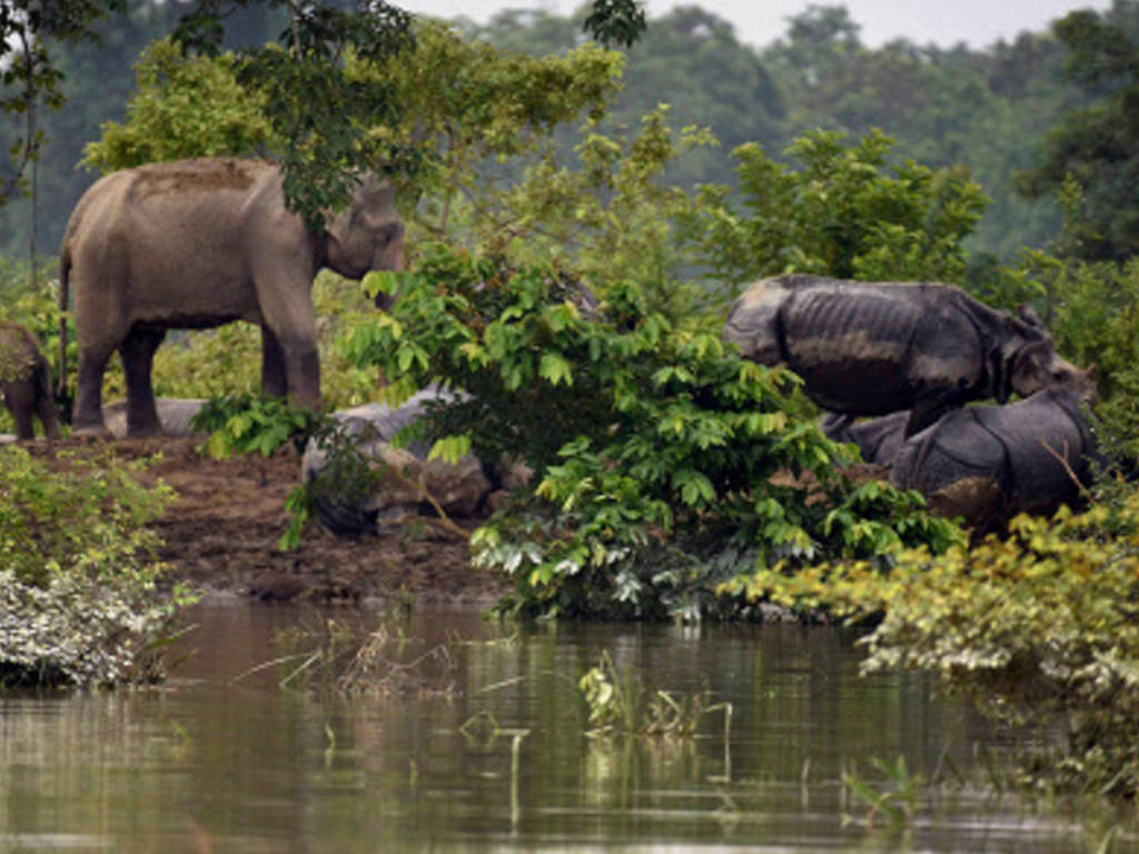 Rhinos and an elephant at a highland at the flooded Kaziranga National Park in Nagaon district of Assam. (PTI photo)