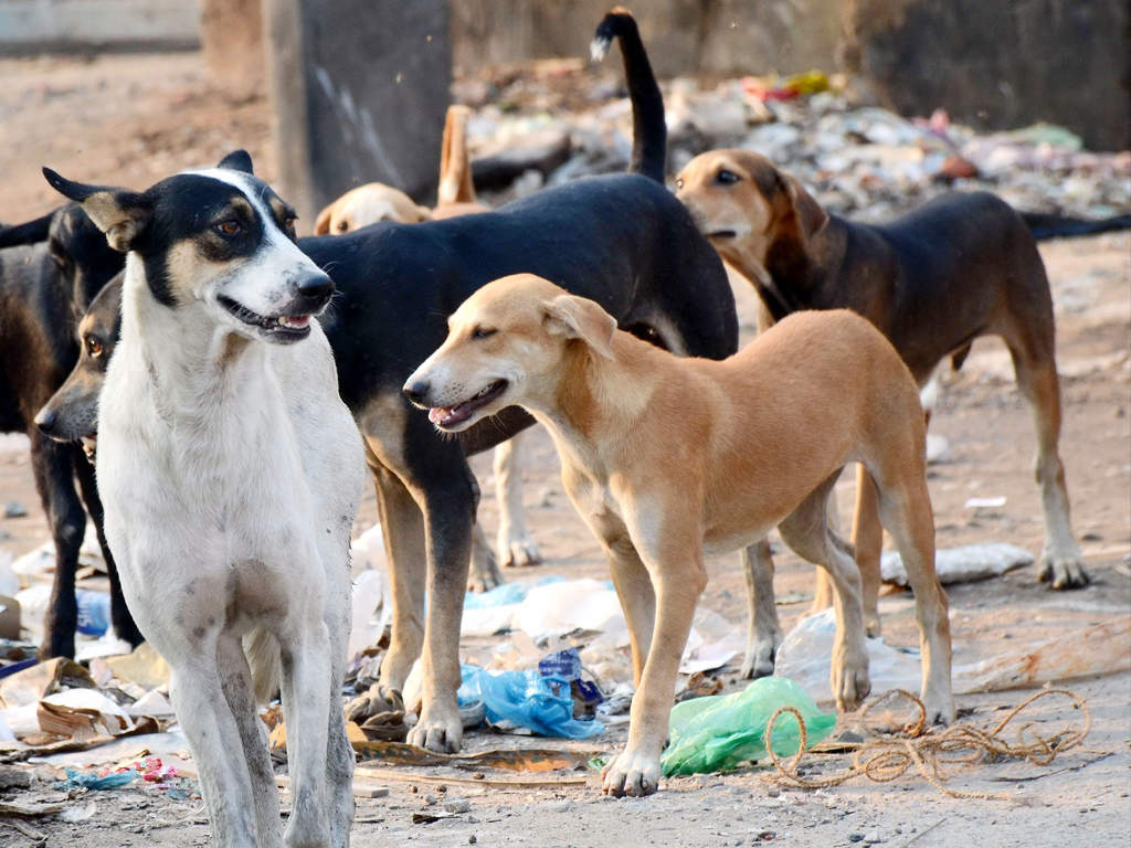 In Pune, 4 dogs burned alive, 16 poisoned | Pune News - Times of India
