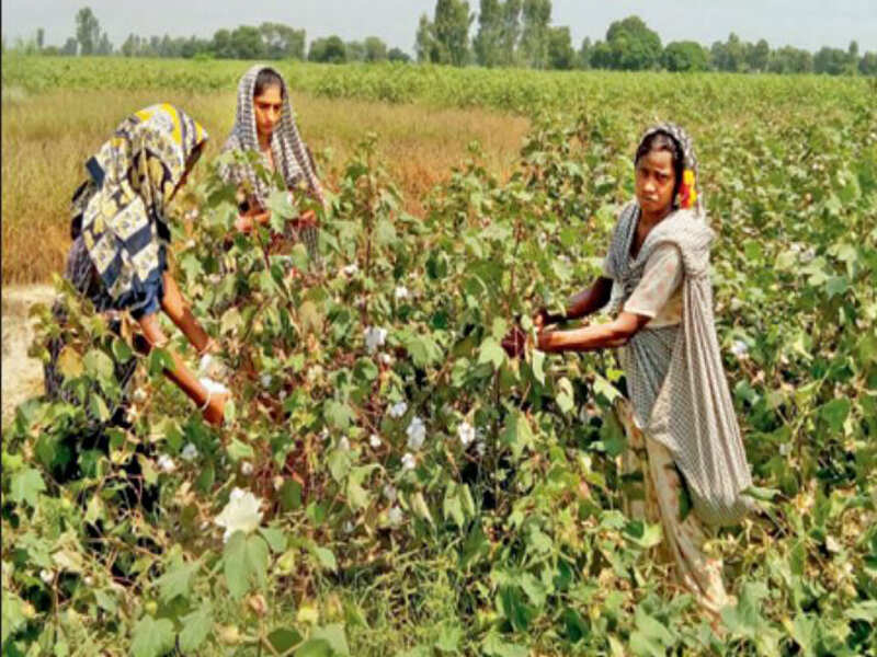 Farmers, labourers at odds over cotton picking wages | Chandigarh News -  Times of India