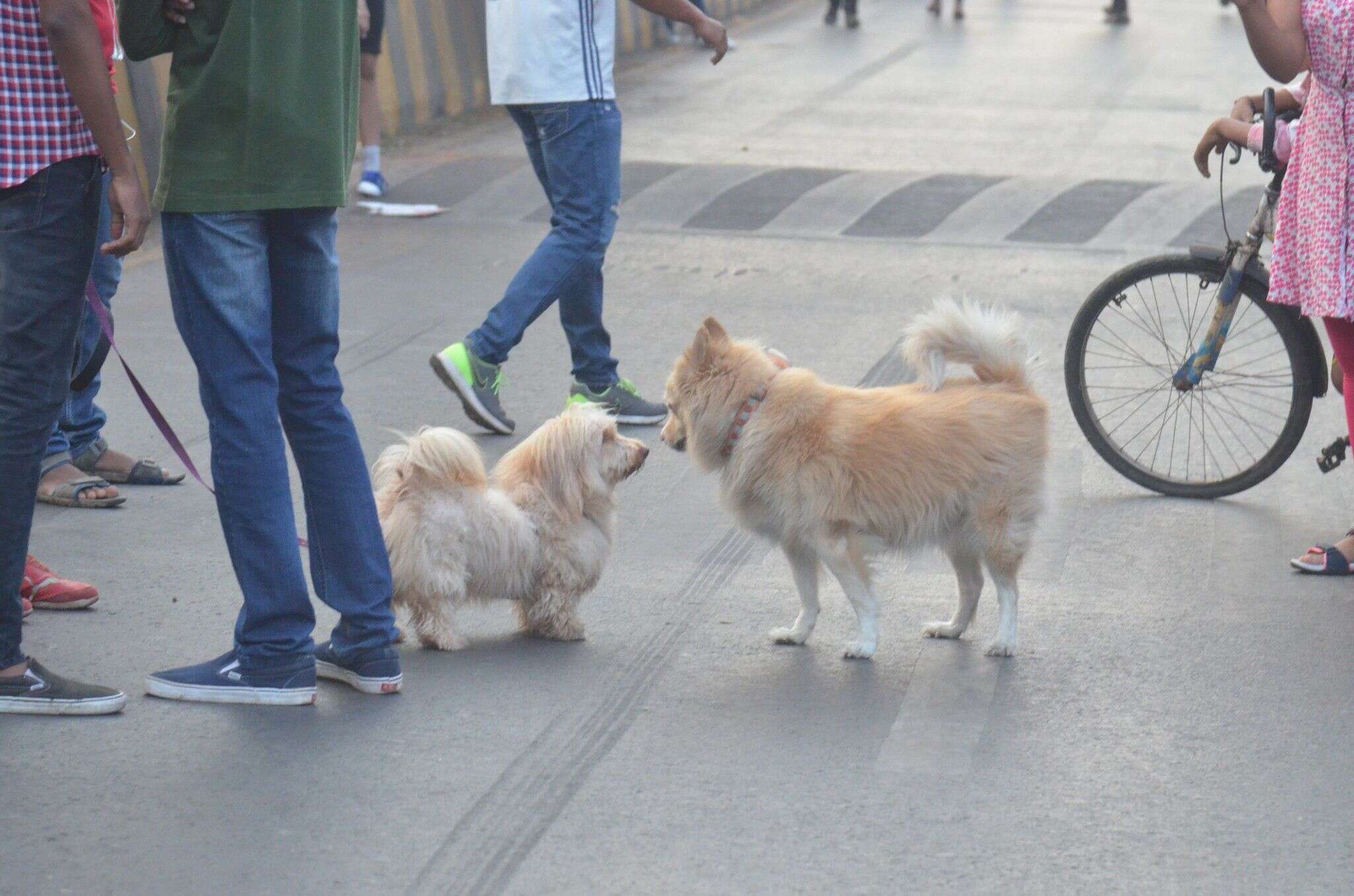 thane-young-dog-lovers-turn-trainers-to-make-a-living-and-job-satisfaction-thane-news-times-of-india