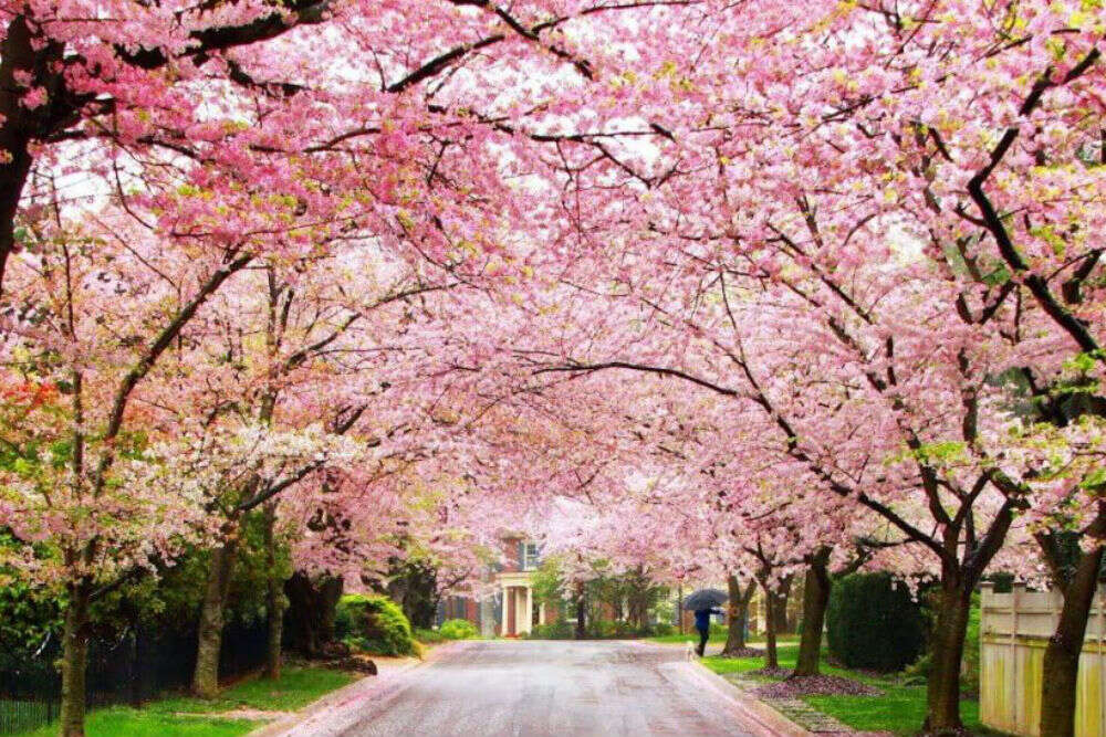 Shillong ready to host Indian Cherry Blossom Festival in Nov