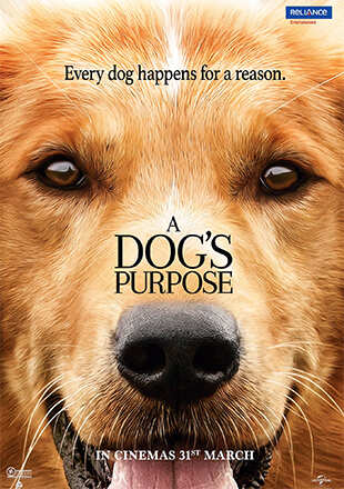 A Dog's Purpose Movie: Showtimes, Review, Songs, Trailer, Posters, News ...