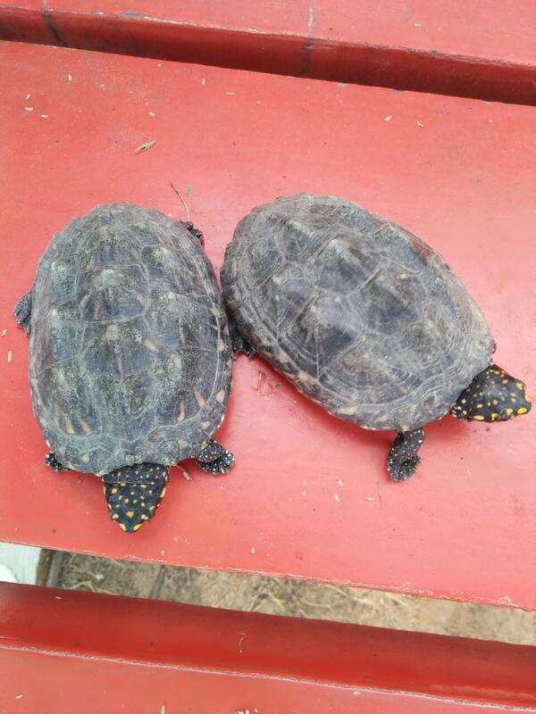 buy turtle in delhi