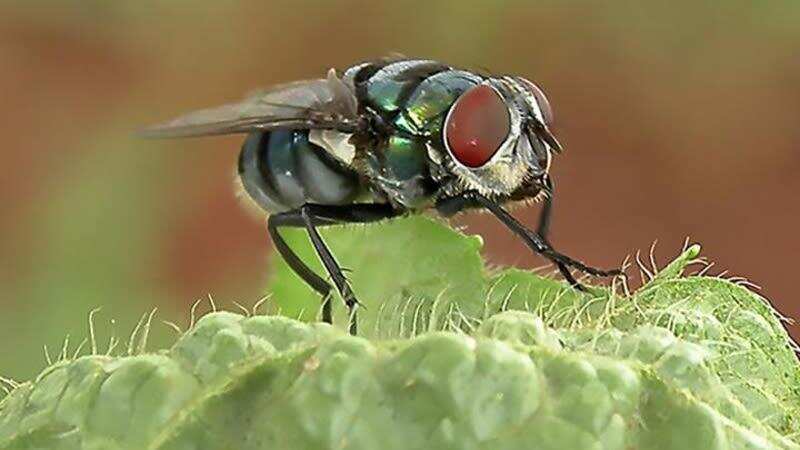 Houseflies could carry hundreds of harmful bacteria - Times of India