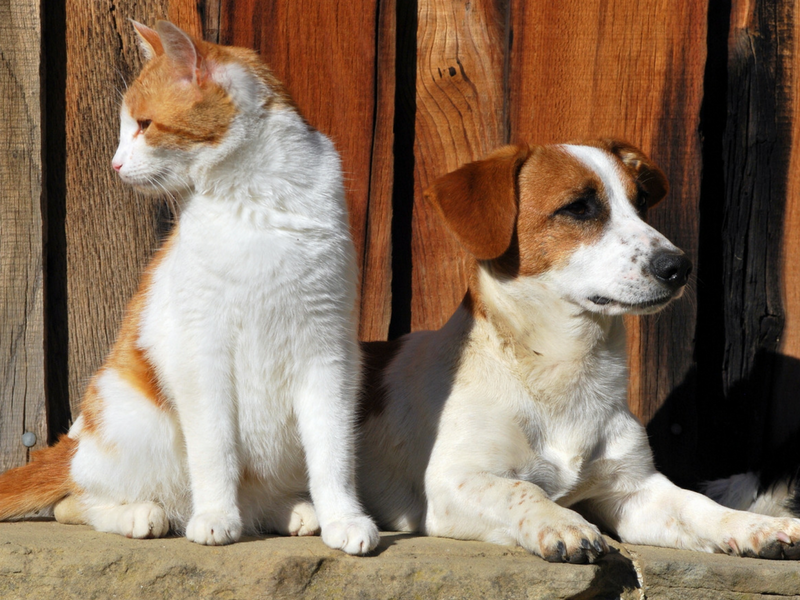 which is better pet dog or cat