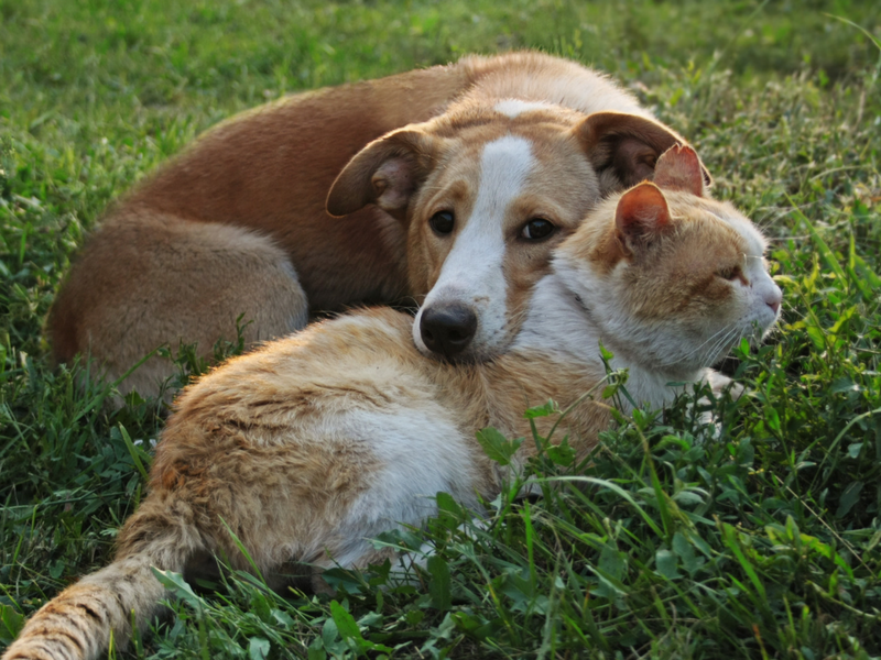 which is better pet dog or cat