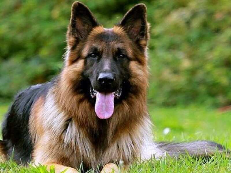 german shepherd dog price in ghy