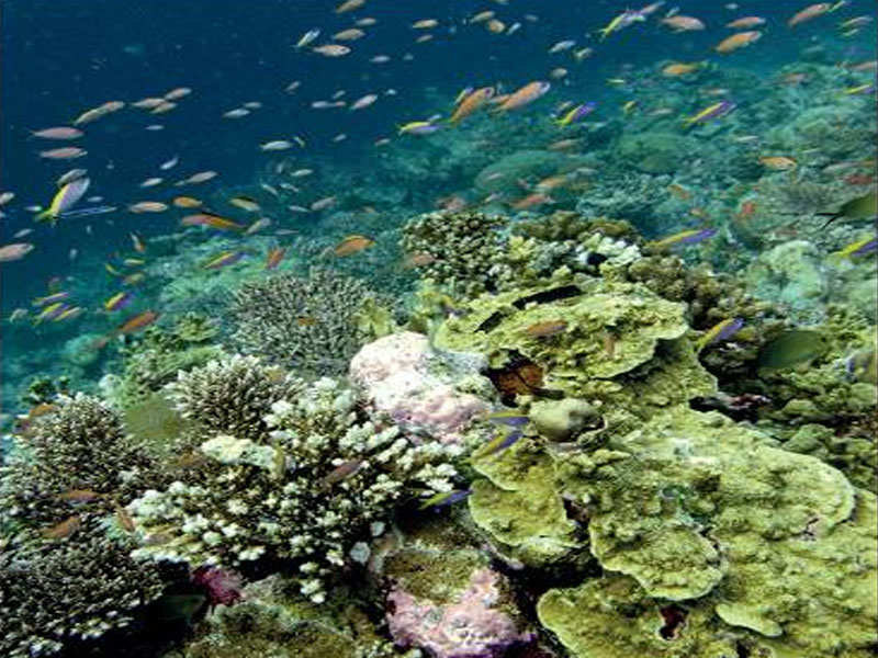 Scientists have taken note of some positive ‘signs’ in coral reefs in places like the sea banks off the Lakshadweep Islands