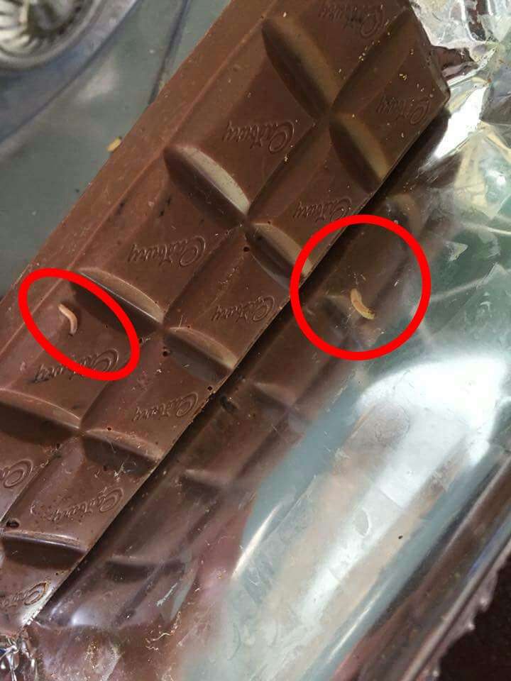 maggots in chocolate