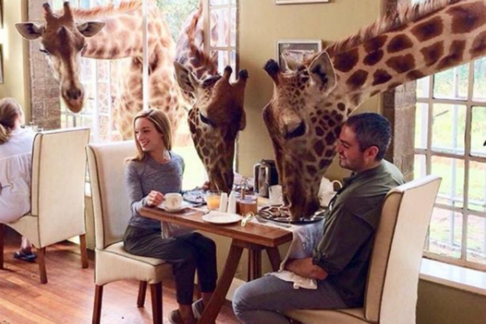 Explore the world of giraffes while staying with them in Kenya!