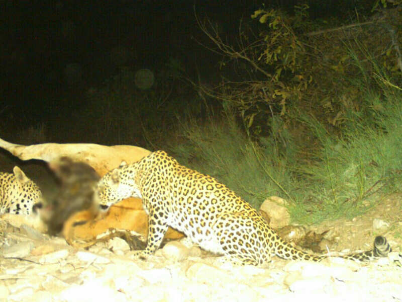 Rare video of 2 leopards sharing a kill captured in Telangana forest | Hyderabad News - Times of India Rare video of 2 leopards sharing a kill captured in Telangana forest | Hyderabad News - Times of India