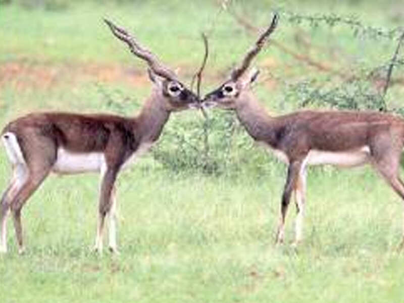 Afforestation drive deprives blackbucks of habitat, food | Bengaluru News - Times of India Afforestation drive deprives blackbucks of habitat, food | Bengaluru News - Times of India