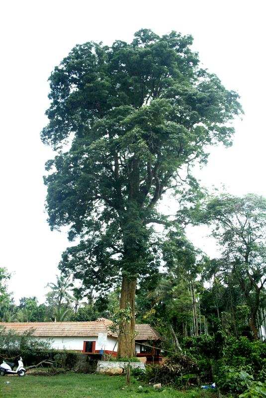Rosewood Tree Centuries Old Rosewood Trees In Wayanad Face The Axe Kozhikode News Times Of India