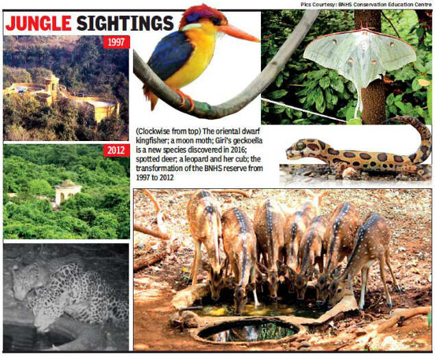 Over 35 years, BNHS transformed degraded land into pristine forest | Mumbai News - Times of India Over 35 years, BNHS transformed degraded land into pristine forest | Mumbai News - Times of India