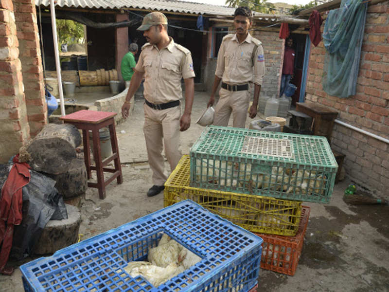 KMC says no to dumping of animals from outside at Dhapa ground | Kolkata  News - Times of India