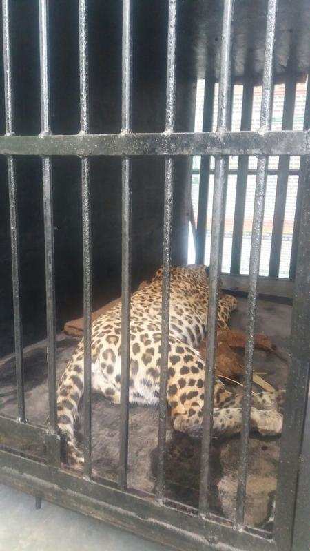 Injured by a speeding vehicle on Chandrapur-Mul Road in Lohara forest, the leopard