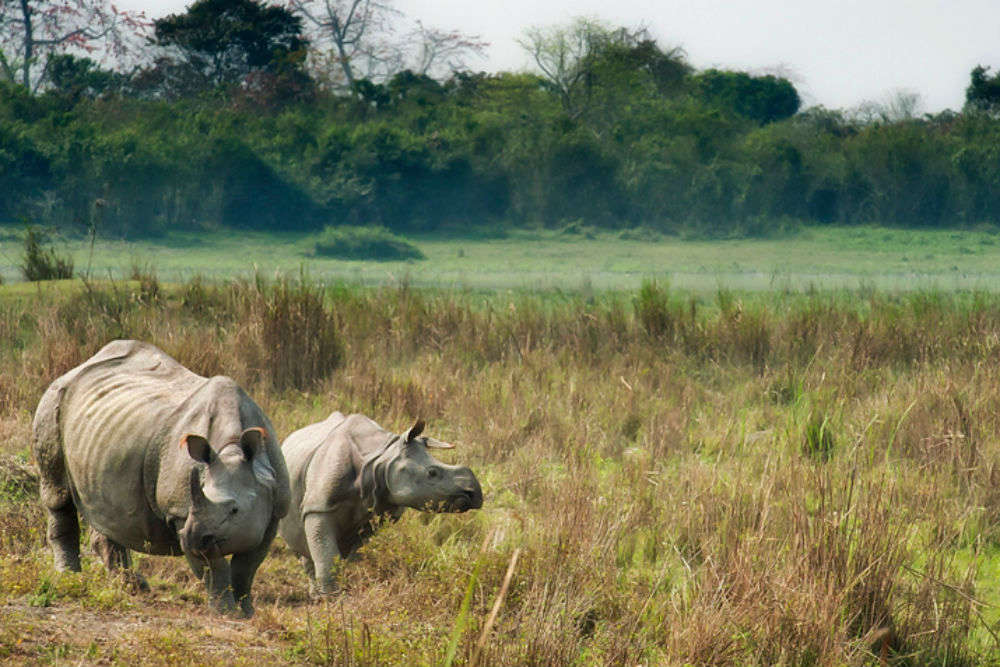 Kaziranga National Park to shut its gates for tourists from May 31