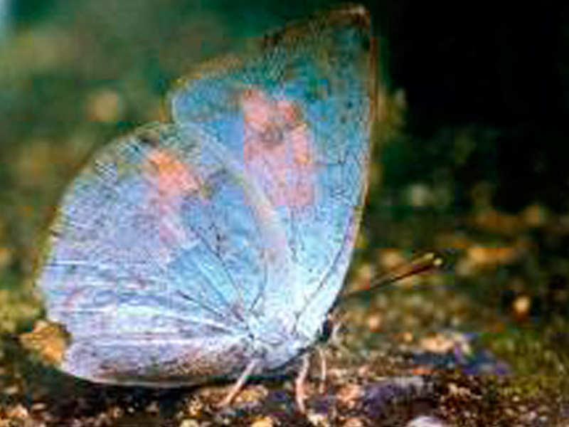 Shiva sunbeam is a rare species of butterfly found in the forests of south India