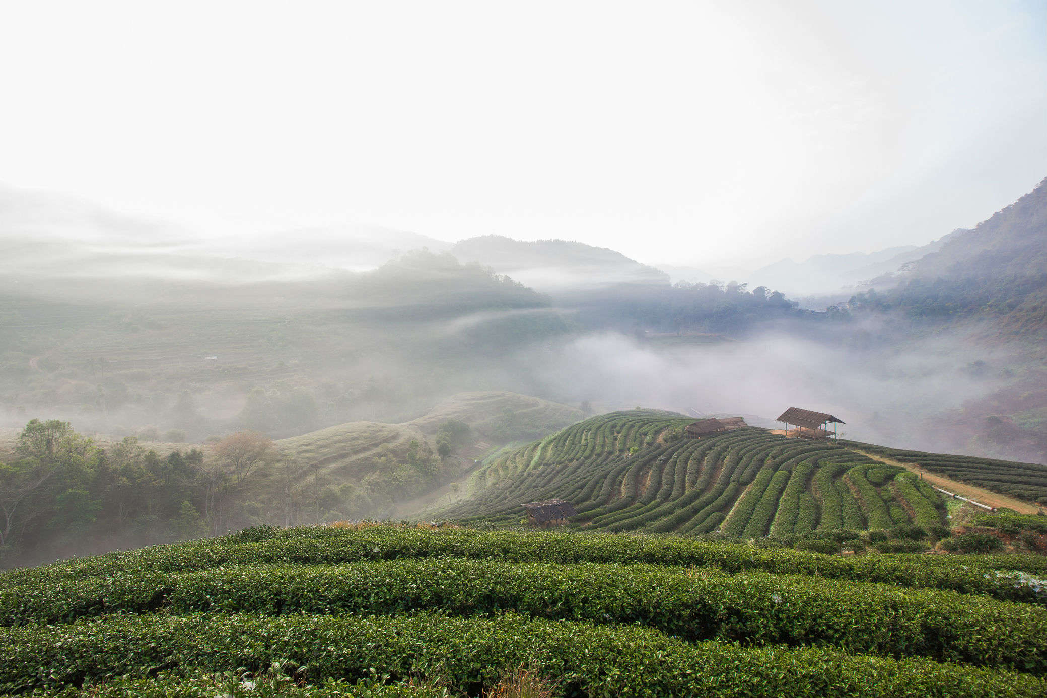 Of fine taste – charming tea estate stays in India