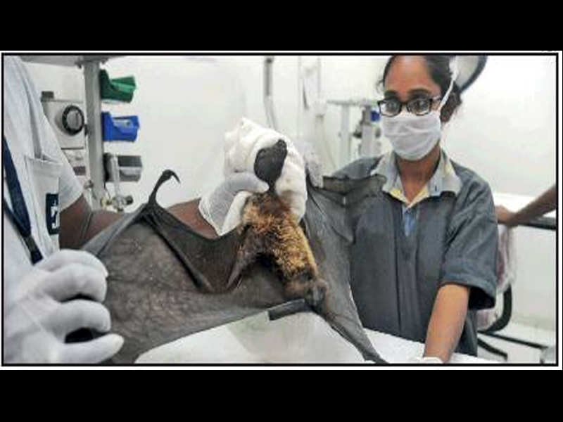 Some 10 cases of bats suffering from dehydration were reported at JCT