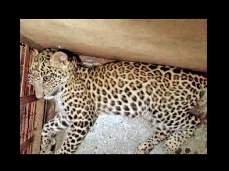 The leopard cub rescued by forest officials.