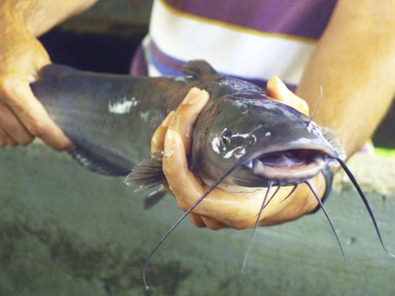 Catfish aquaculture and beef produce about 20 times more greenhouse gases than farmed molluscs, small capture fisheries, farmed salmon and chicken.