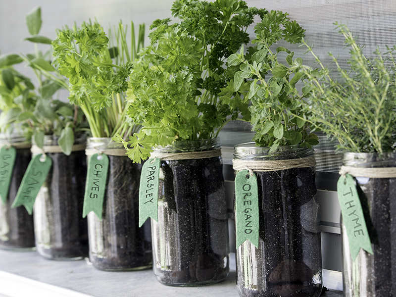 12 Easiest Herbs To Grow In Your Kitchen Garden