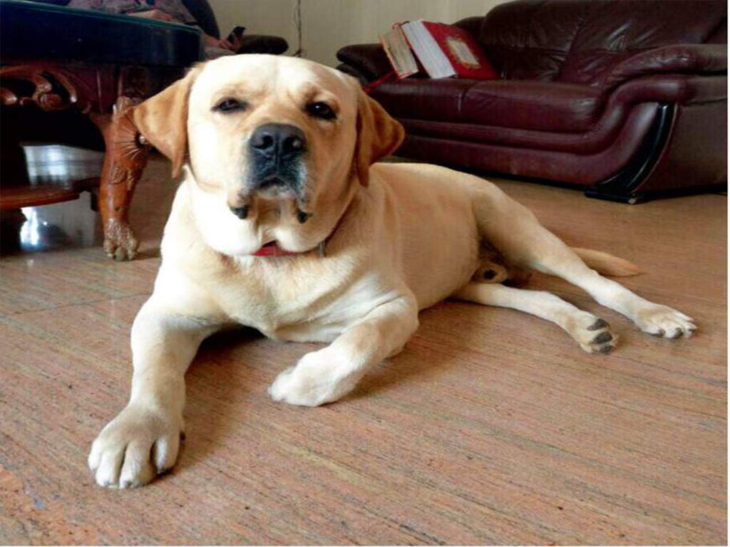 sekhon's quality puppy