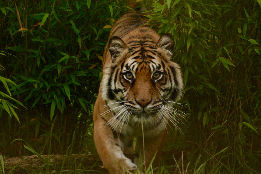 Uttarakhand to add two more tiger reserves to its tourism portfolio