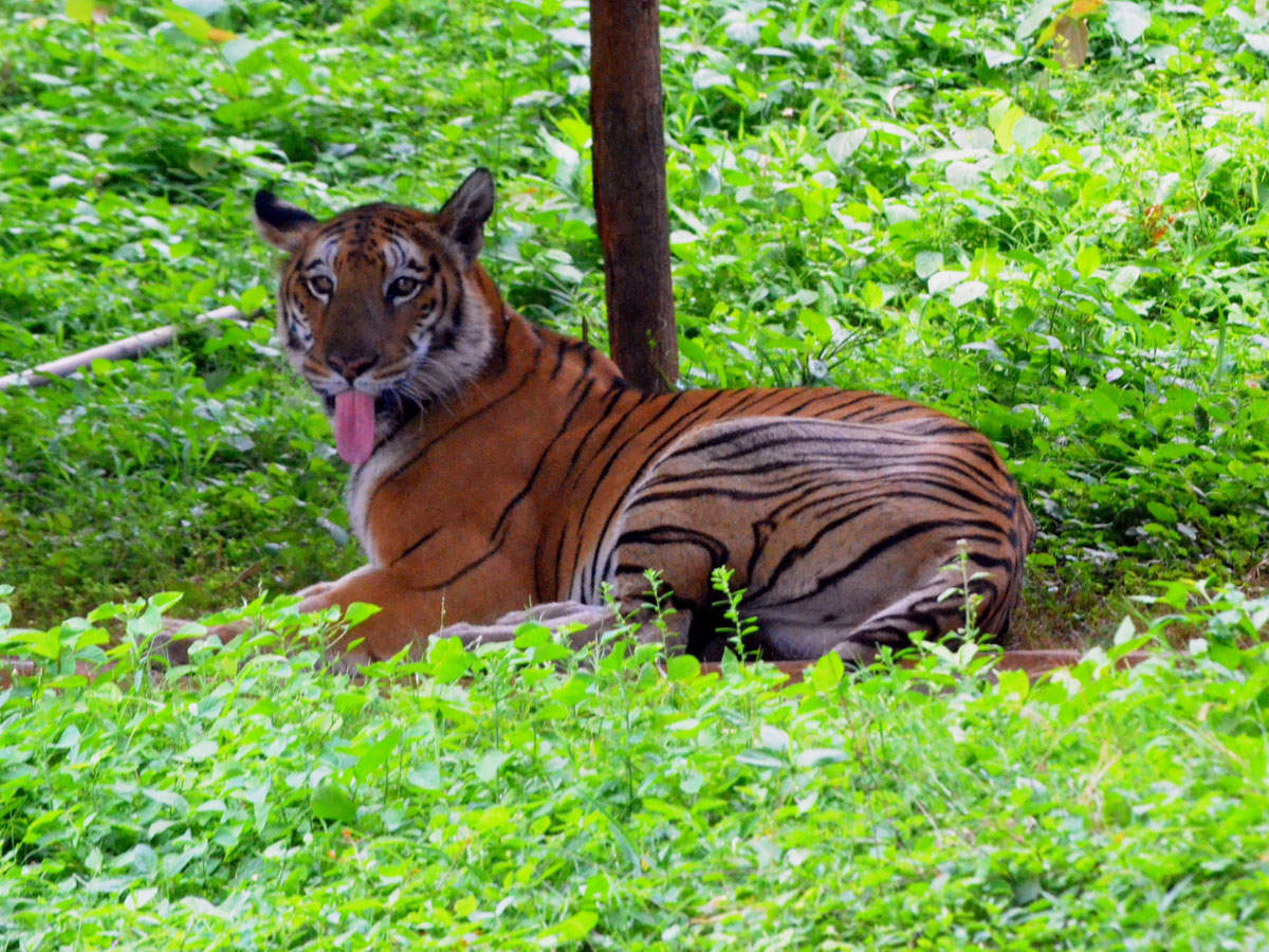 Representative photo:  A Royal Bengal Tiger at Indira Gandhi Zoological Park in Visakhapatnam. (N Kanaka, TOI)