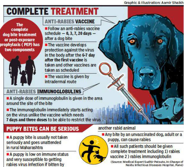 How Long After Dog Bite To Get Rabies Vaccine DogWalls