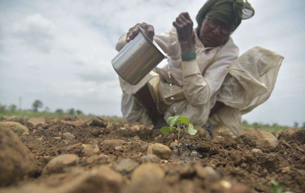 Farmer pouring water to preserve a small plant in Maharashtra. (TNN photo by Aniruddhasingh Dinore)