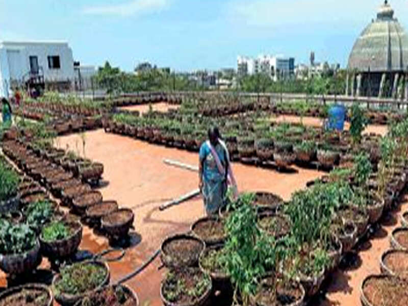 Vegetables Chennai 100 Corporation Schools To Grow - Vegetable Roof Garden Chennai Vegetables Chennai 100 Corporation Schools To Grow - Vegetable Roof Garden Chennai