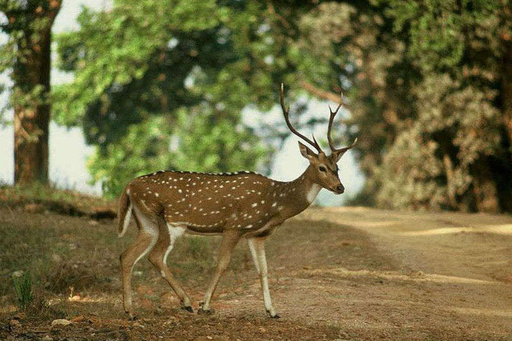 Etawah Safari Park may open its doors for tourists this October