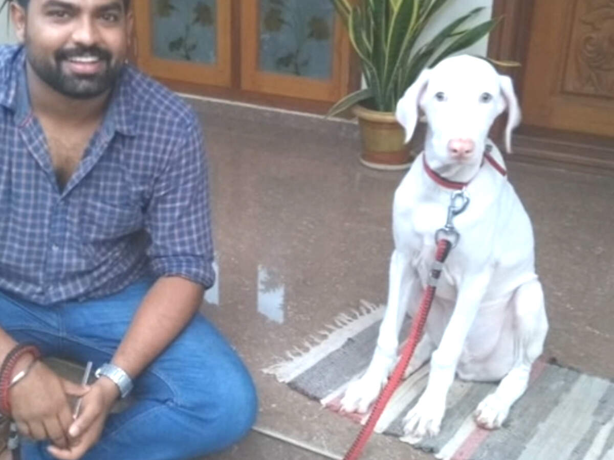 rajapalayam dog price in rupees