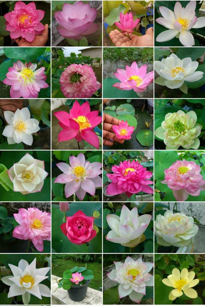 Lotus Flower Malayalam Meaning Best Flower Site