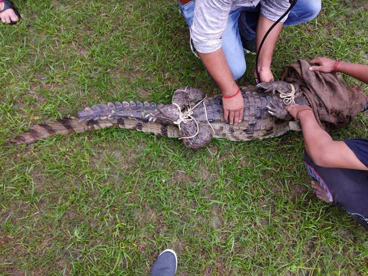 The crocodile was transferred to the Kukrail Gharial and Turtle Rehabilitation Center. 