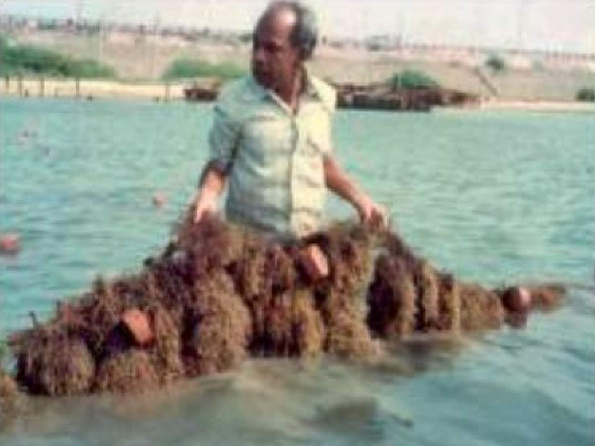 what is seaweed called in hindi