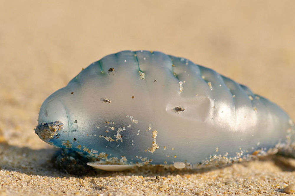 Blue Bottle Jellyfish invades Mumbai shores: beaches to visit near Mumbai