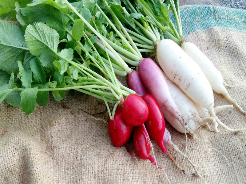 10 health benefits of eating radish