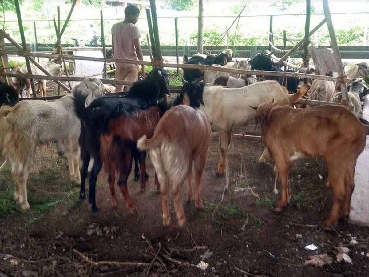 Many goats have been held captive under various flyovers at Ghansoli, Mhape, Turbhe among others, so that they can be bought and later sacrificed for the festival.