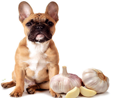 is garlic seasoning bad for dogs
