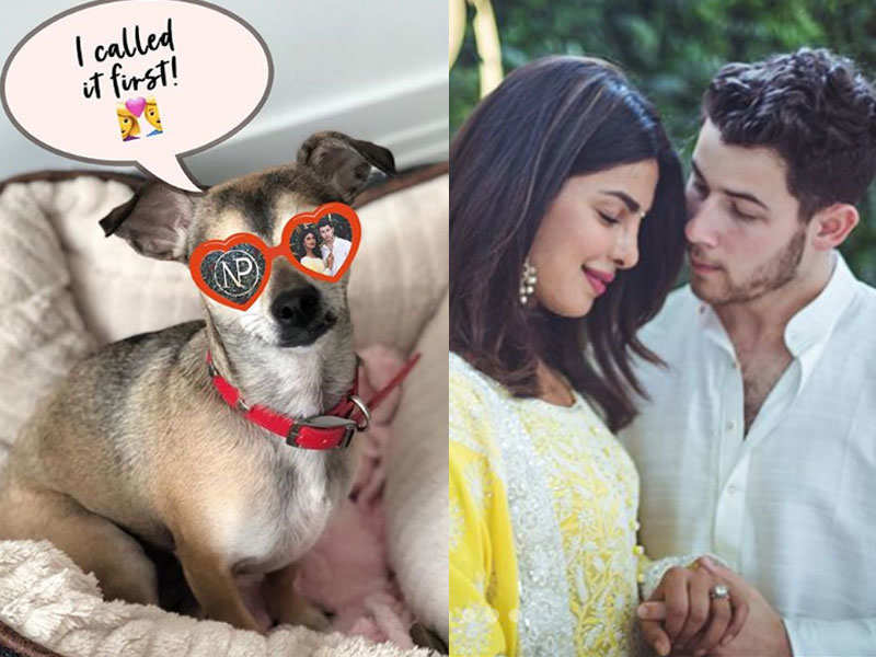 Priyanka Chopra and Nick Jonas spoil their dog with a Tiffany & Co
