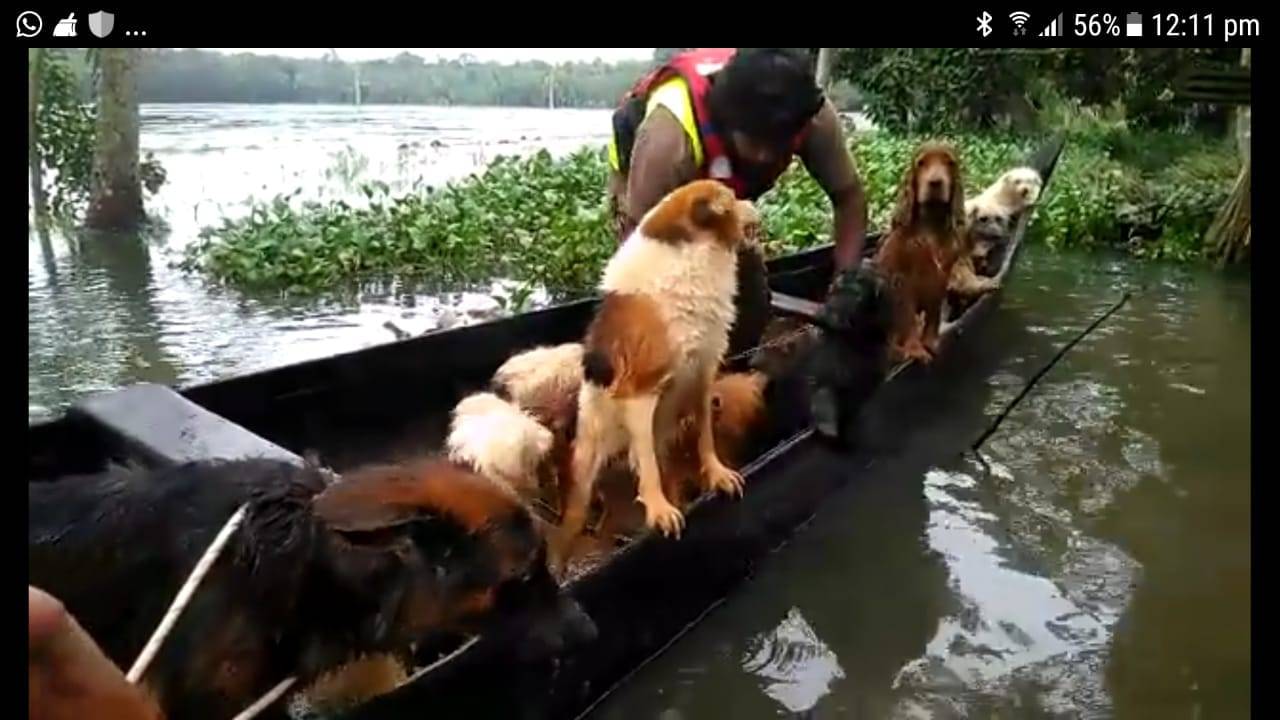 How a team from Chennai rescued 18 dogs during Kerala floods | Kochi News -  Times of India