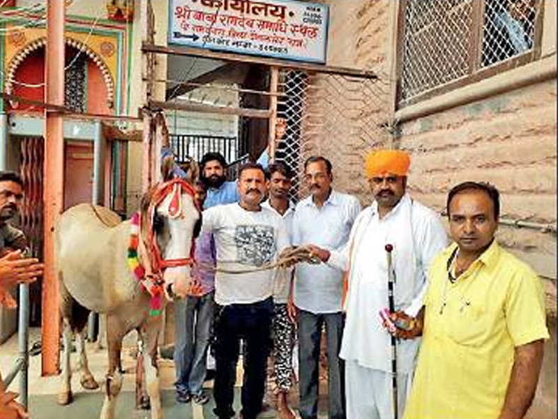 Devotees offer horses at the Ramdev Baba temple