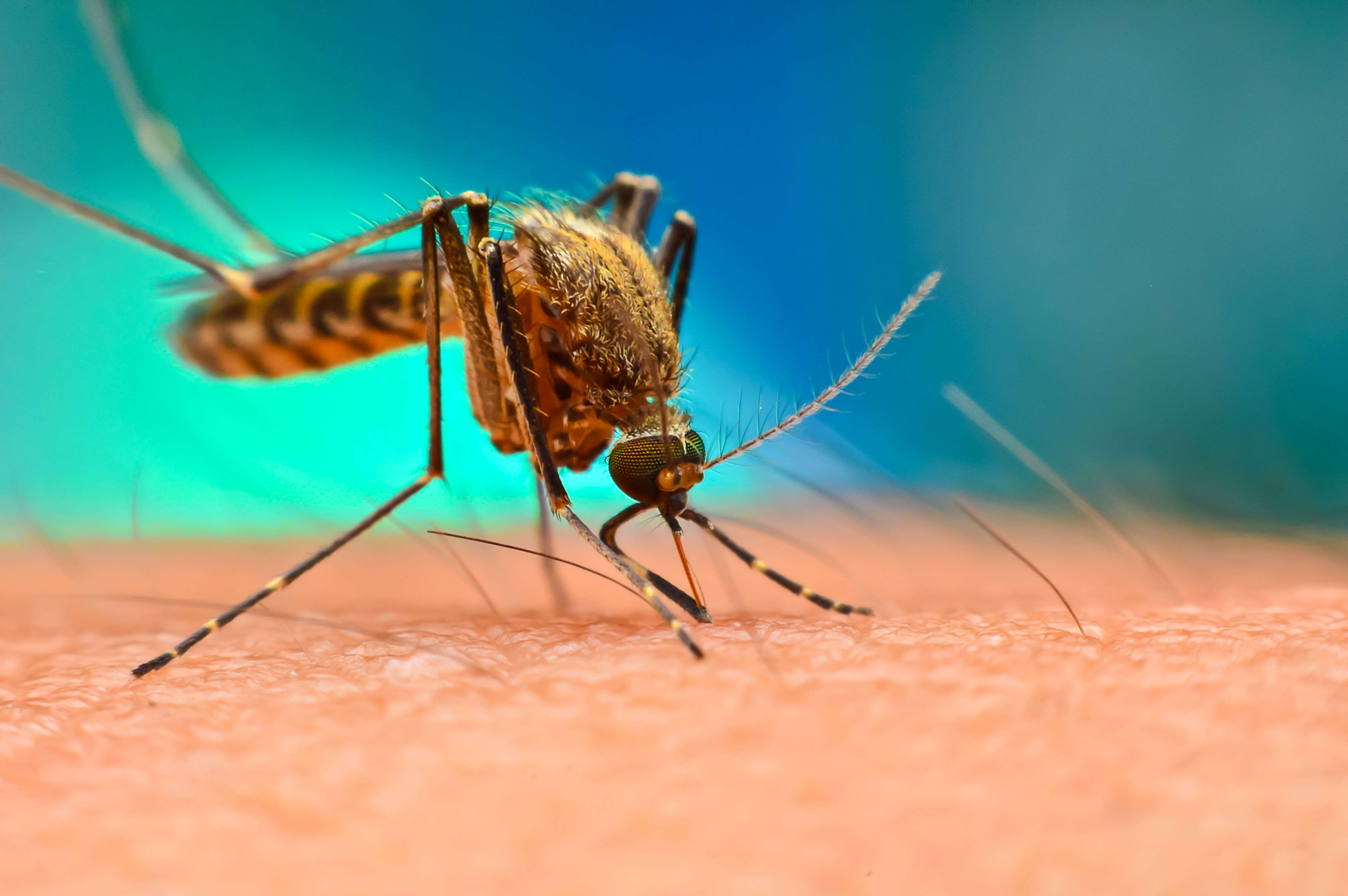 How to get rid of mosquitoes inside the house 