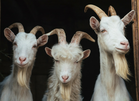 Goats can read expressions, prefer happy people!