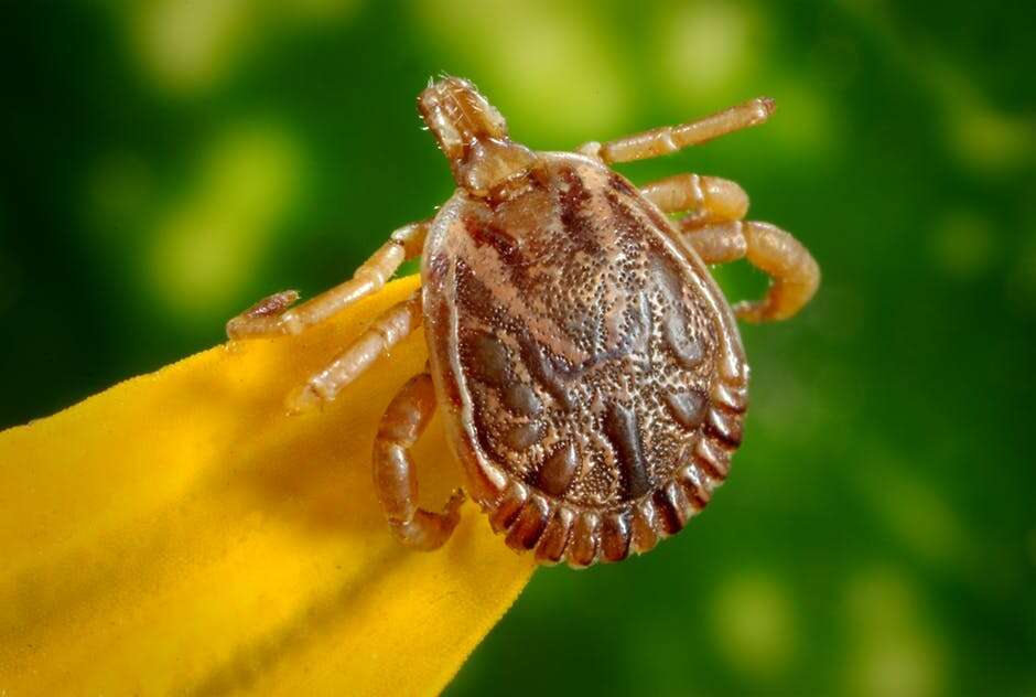 Everything you need to know about Scrub typhus, the bacteria that has