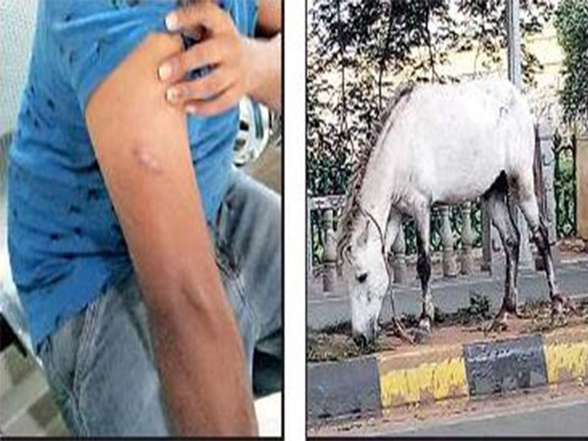 MENACE ON ROAD: Harish was astride his bike when the horse bit him. The municipality said there’s no facility in the city to keep stray horses