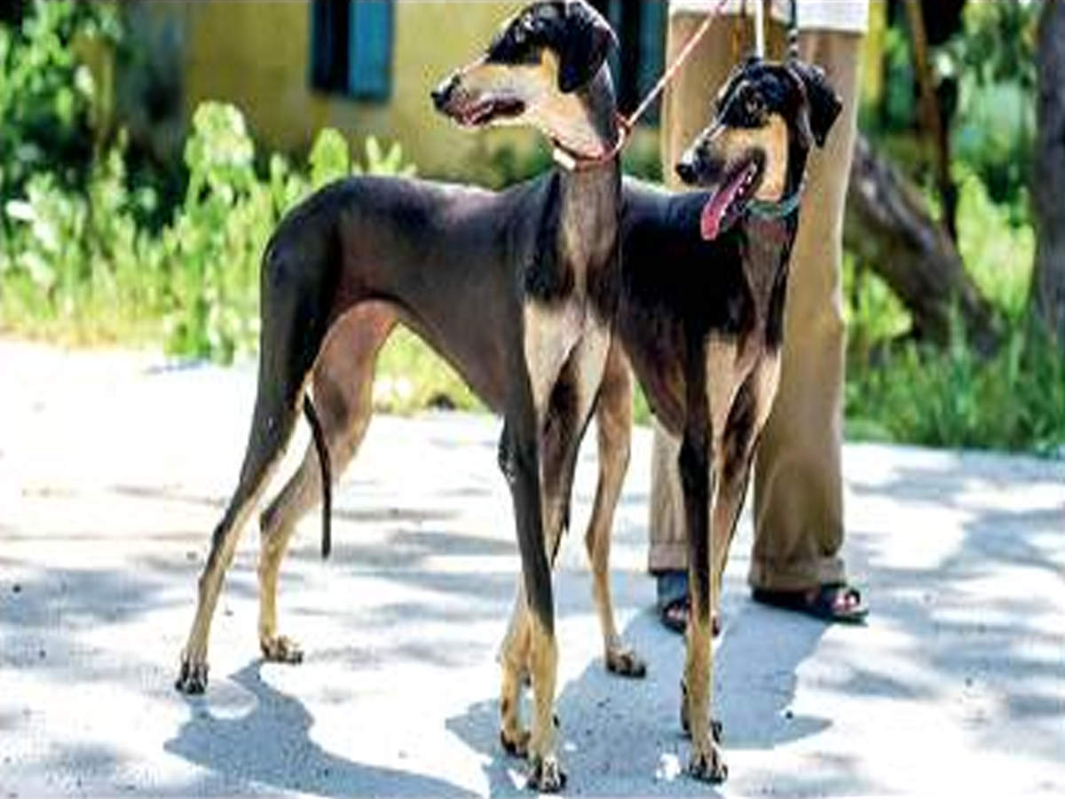 Tamil Nadu Love Desi Dogs Pick Up Native Kanni Pups Soon Chennai News Times Of India